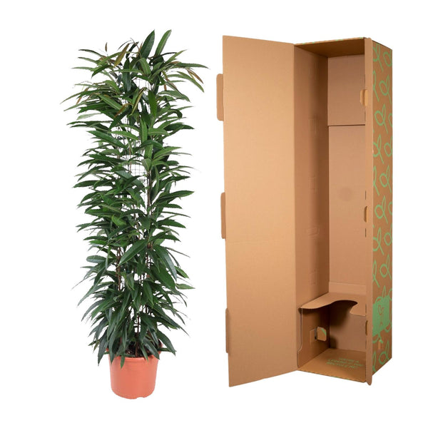 Vijgenboom - Ficus Alii King zuil - Ø29cm - ↕150cm