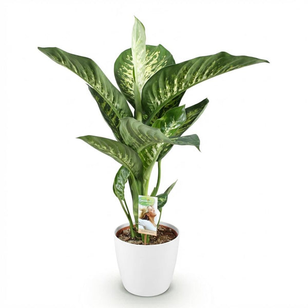 Dieffenbachia - Dieffenbachia Tropic Snow - Ø21cm - ↕90-100cm