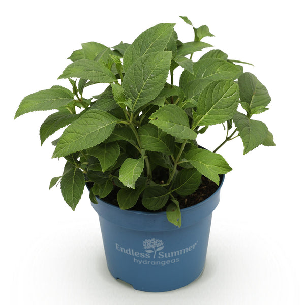 Hortensia - Hydrangea macrophylla 'Endless Summer Summer Love' - Ø14cm - ↕20-25cm