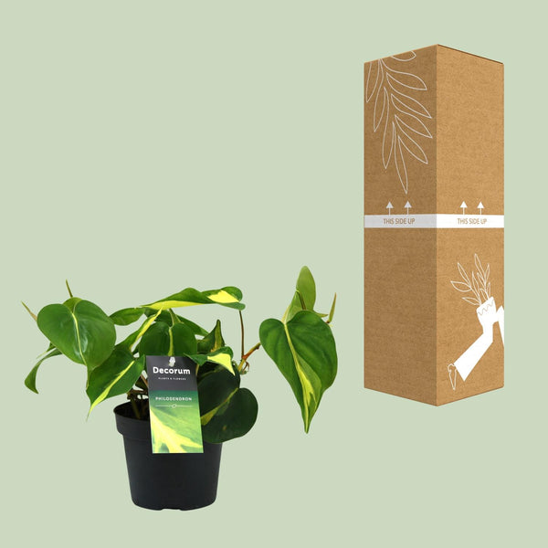 Philodendron Brasil Scandens - Ø12cm - ↕20cm