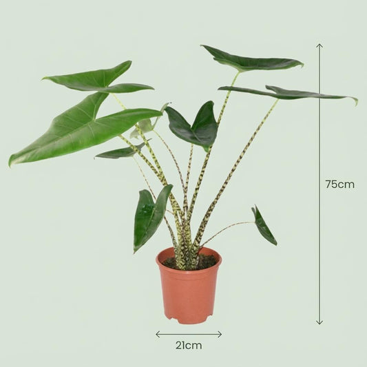 Olifantsoor - Alocasia zebrina - Ø21cm - ↕70-75cm