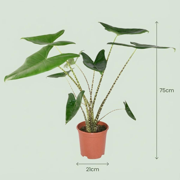 Olifantsoor - Alocasia zebrina - Ø21cm - ↕70-75cm
