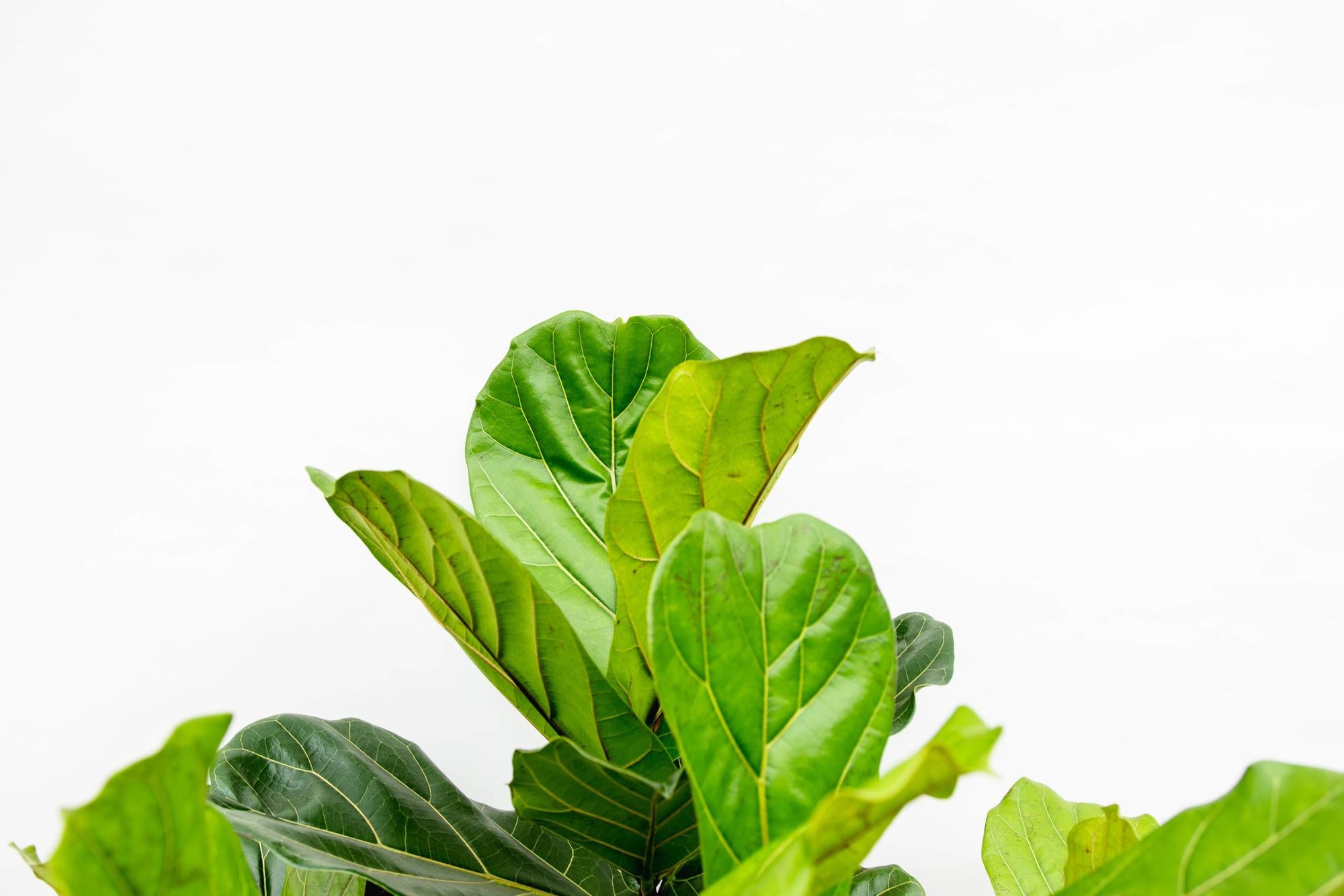 Vioolbladplant - Ficus lyrata vertakt - Ø45cm - ↕200cm