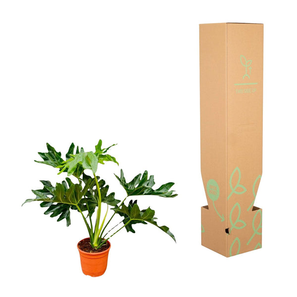 Philodendron Selloum - Ø22cm - ↕60cm