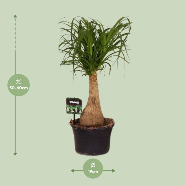 Beaucarnea Nolina - Ø19cm↕60cm
