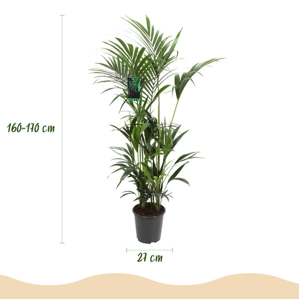 Kentiapalm - Howea forsteriana - Ø27cm - ↕160-170cm