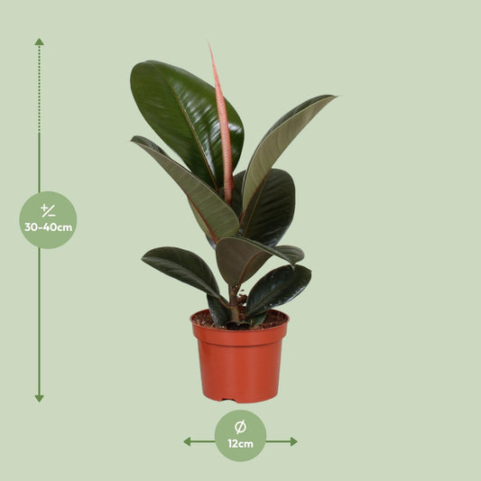 Rubberboom - Ficus elastica Robusta - Ø12cm - ↕35cm