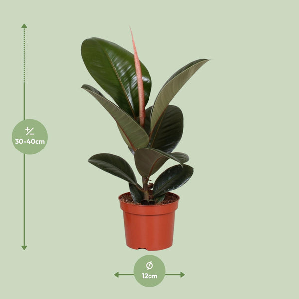 Rubberboom - Ficus elastica Robusta - Ø12cm - ↕35cm