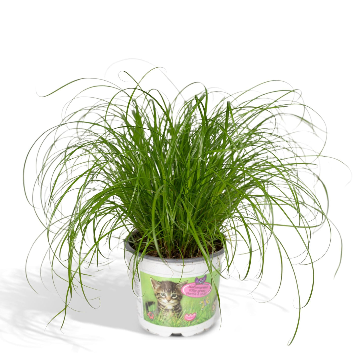 Kattengras - Cyperus alternifolius - Ø12cm - ↕20cm