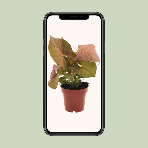 Pijlblad - Syngonium Neon - Ø12cm - ↕25cm