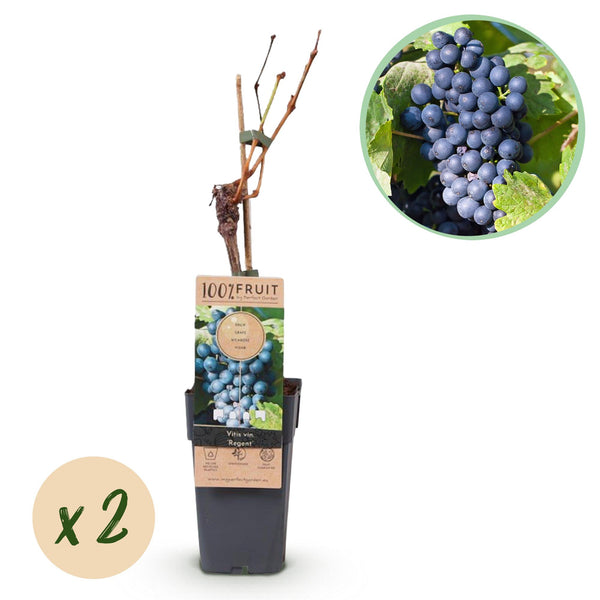 Druif - Vitis vinifera Regent - Ø15cm - ↕50cm