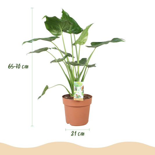 Boeddha-plant - Alocasia cucullata