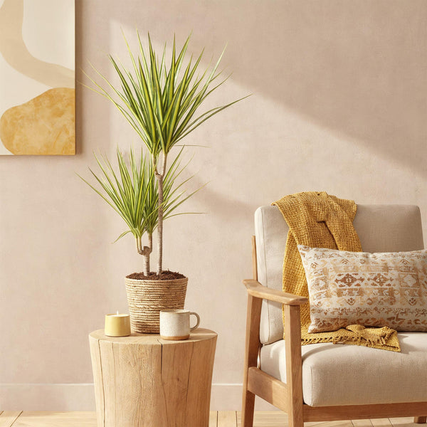 Drakenbloedboom - Dracaena Sunray - Ø17cm - ↕70-75cm