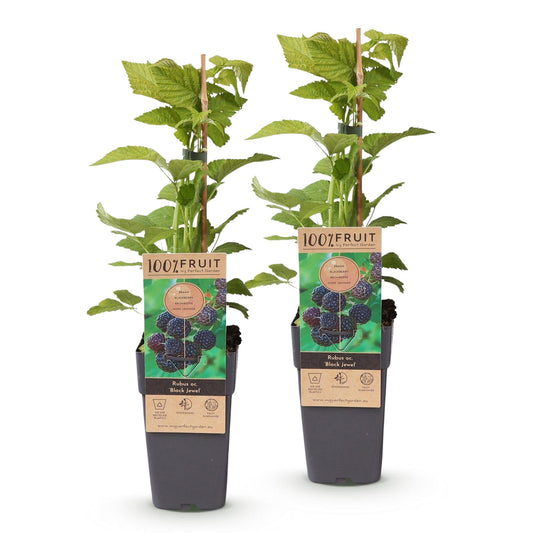 Bramenplant - Rubus occ. Black Jewel - Ø15cm - ↕50cm