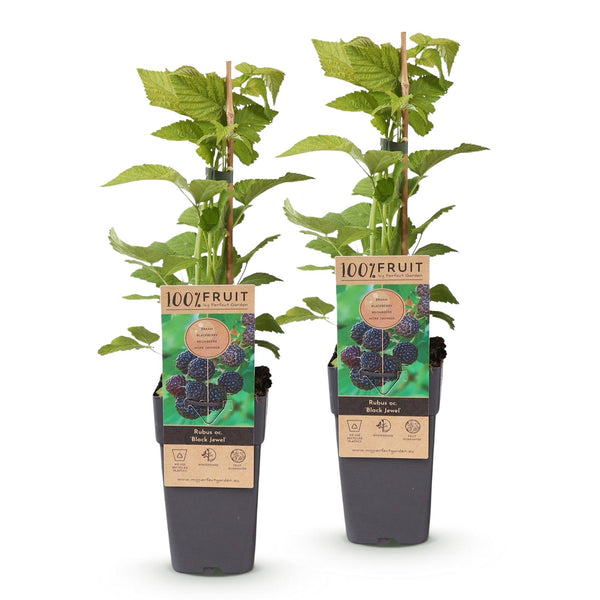 Bramenplant - Rubus occ. Black Jewel - Ø15cm - ↕50cm