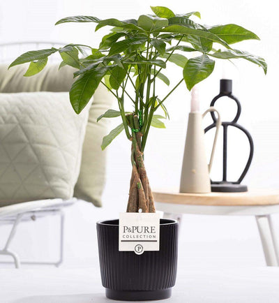 Geldboom - Pachira aquatica - incl. P&PURE Ceramics Liv - Ø12cm - ↕45cm