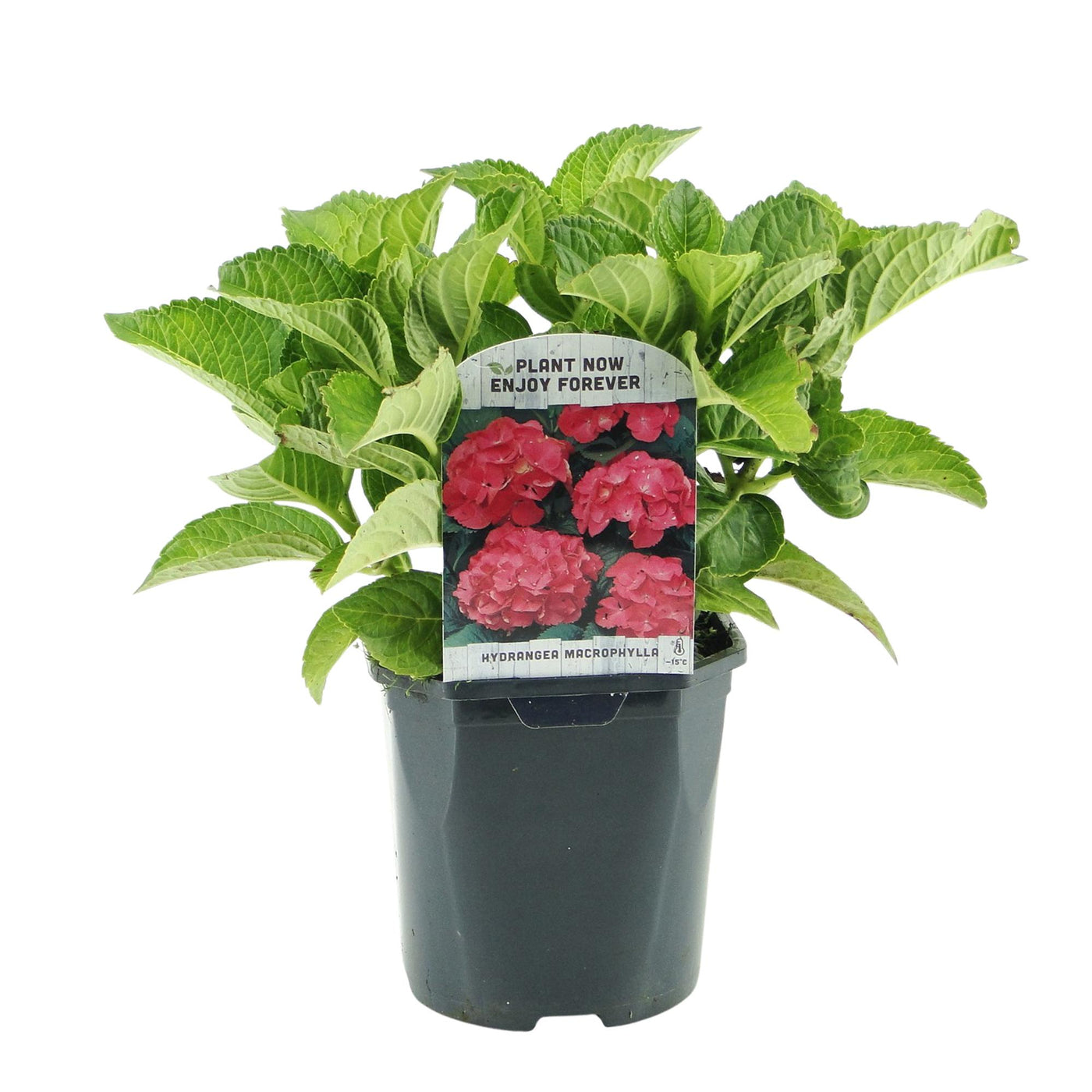 Hortensia - Hydrangea macrophylla Red - rood - Ø17cm - ↕30cm