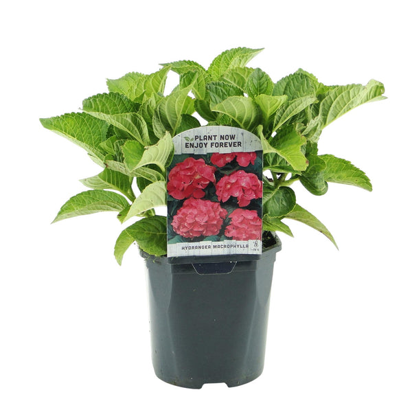 Hortensia - Hydrangea macrophylla Red - rood - Ø17cm - ↕30cm