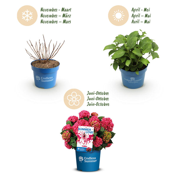 Hortensia - Hydrangea macrophylla 'Endless Summer Summer Love' - Ø14cm - ↕20-25cm