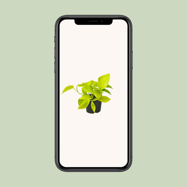 Pothos - Epipremnum aureum - Ø12cm - ↕15cm