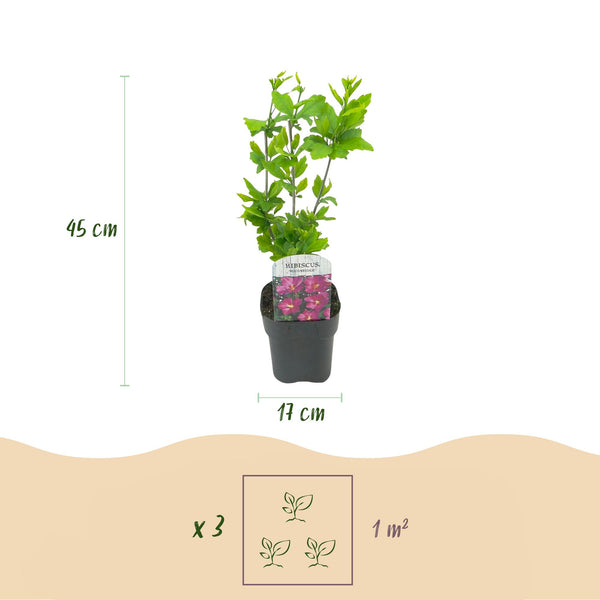 Hibiscus - Hibiscus syriacus 'Woodbridge' - roze - Ø17cm - ↕45cm