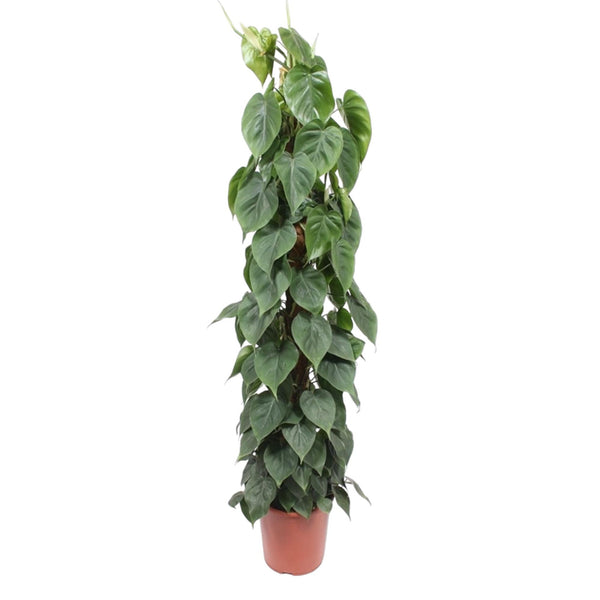 Philodendron Scandens mosstok - Ø27cm - ↕150cm