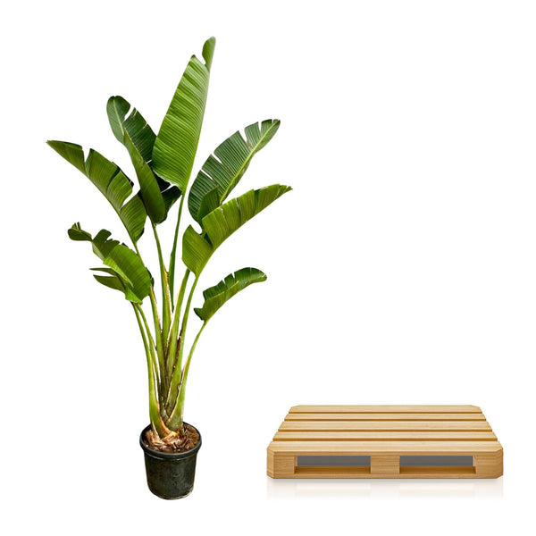 Witte paradijsvogelplant - Strelitzia augusta - Ø45cm - ↕250cm