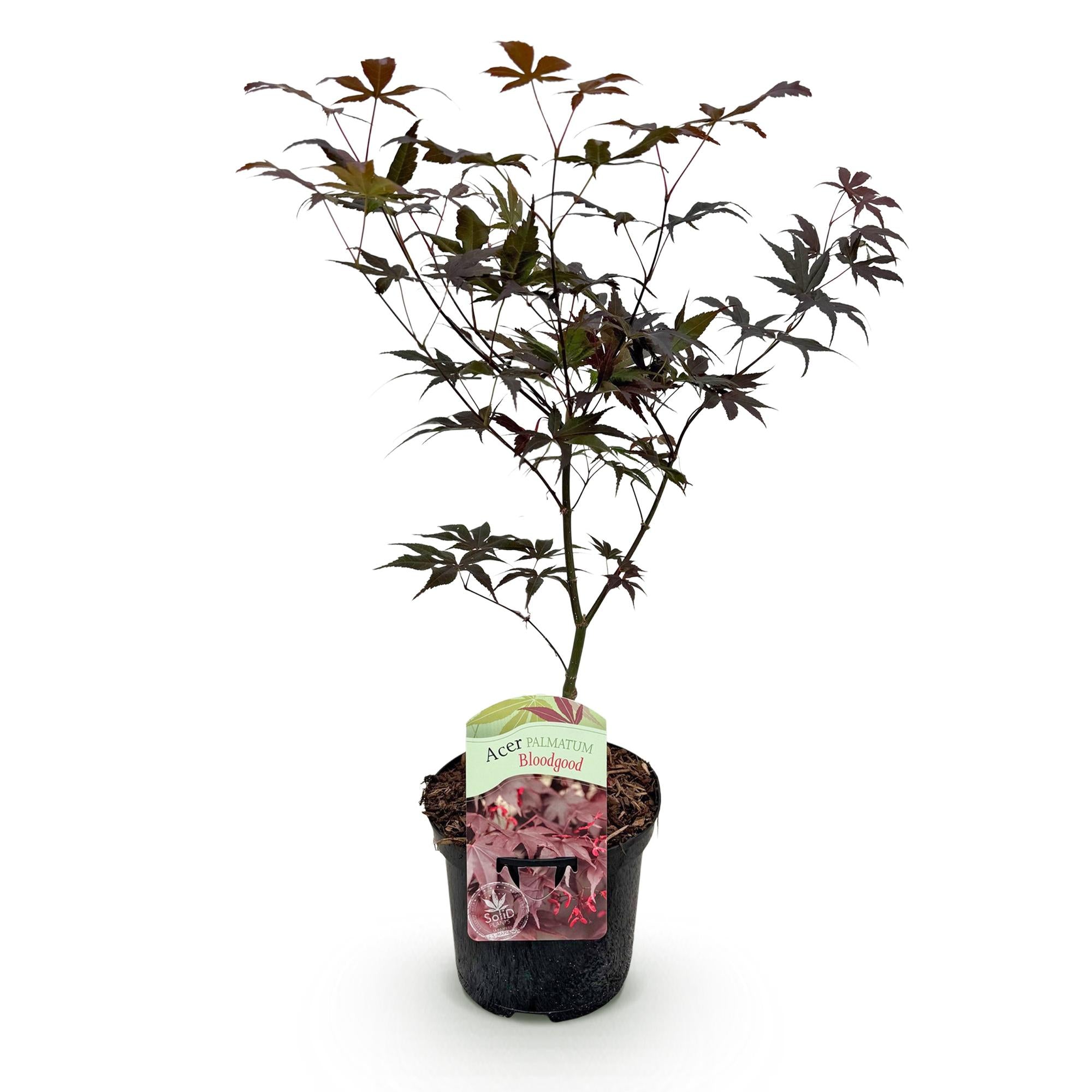 Japanse Esdoorn - Acer palmatum Bloodgood - Rood - Ø19cm - ↕70cm