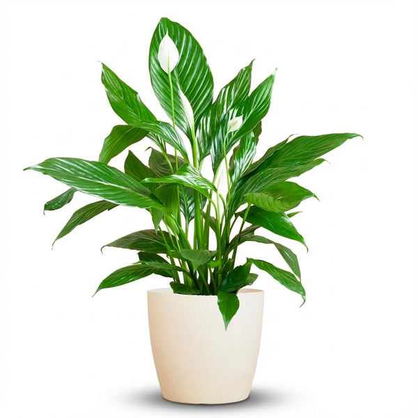 Lepelbloem - Spathiphyllum - incl. Pot - Wit - Ø21cm - ↕80cm