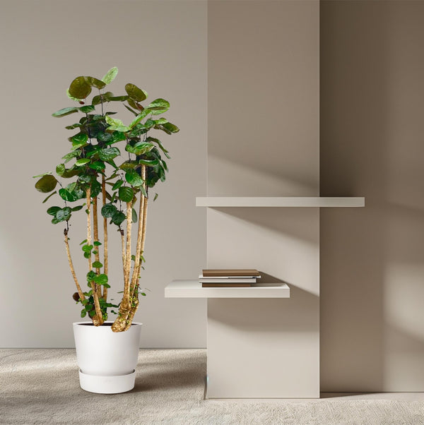 Polyscias Fabian XXL - Ø30cm - ↕140cm