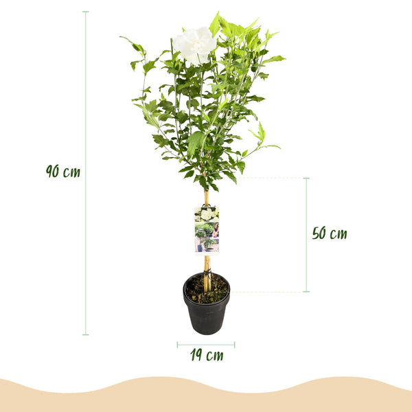 Hibiscus op stam - Hibiscus syriacus 'White Chiffon' - wit - Ø19cm - ↕90cm