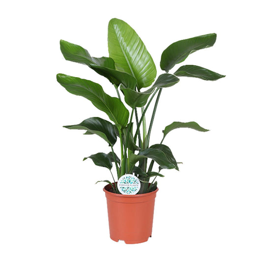 Witte paradijsvogelplant - Strelitzia nicolai - Ø21cm - ↕80cm