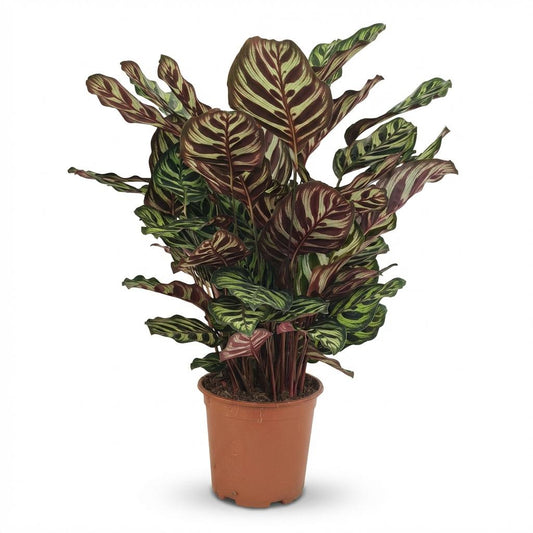 Pauwenplant - Calathea Makoyana - Ø19cm - ↕70cm
