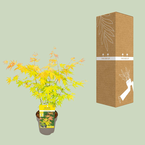 Japanse Esdoorn - Acer palmatum Orange Dream - Ø15cm - ↕30cm