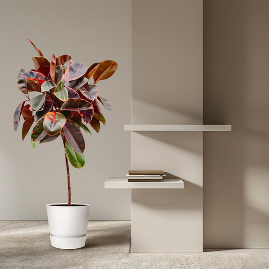 Rubberboom - Ficus elastica Belize - Ø24cm - ↕130cm