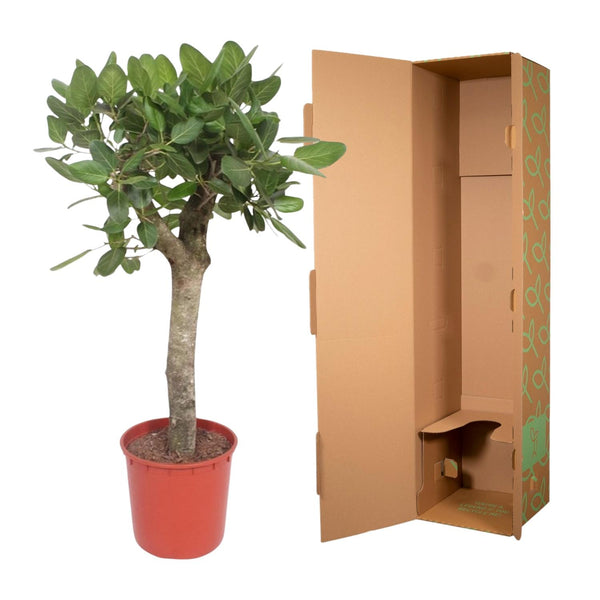 Bengaalse Vijg - Ficus benghalensis - Ø30cm - ↕150cm