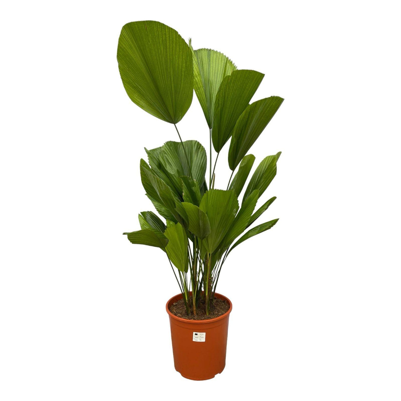 Waaierpalm - Licuala grandis - Ø19cm - ↕90cm