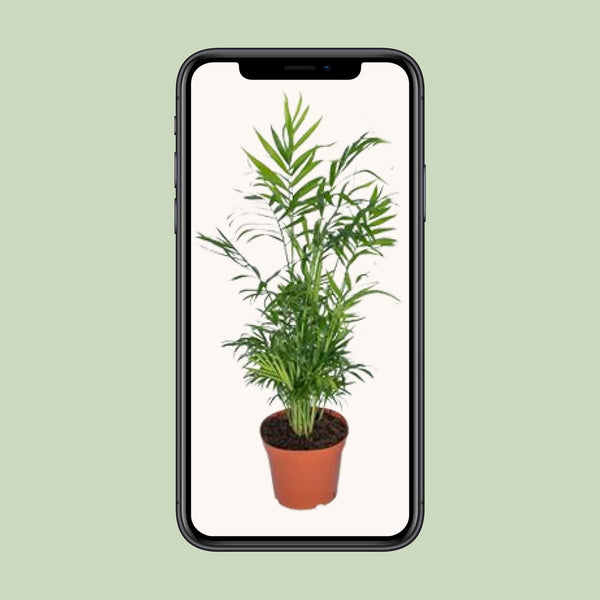 Bergpalm - Chamaedorea elegans - Ø17cm - ↕55cm