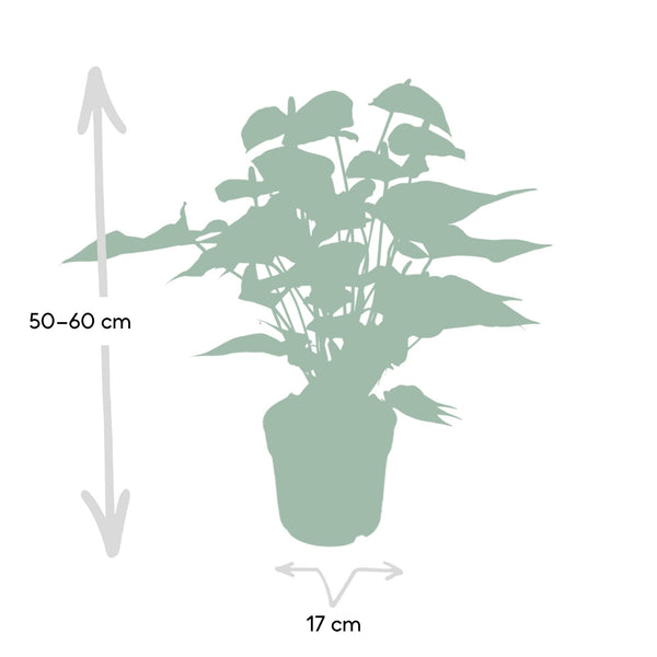 Flamingoplant - Anthurium Red - Ø17cm - ↕55cm