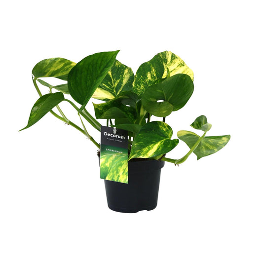 Pothos - Epipremnum aureum - Ø12cm - ↕25cm