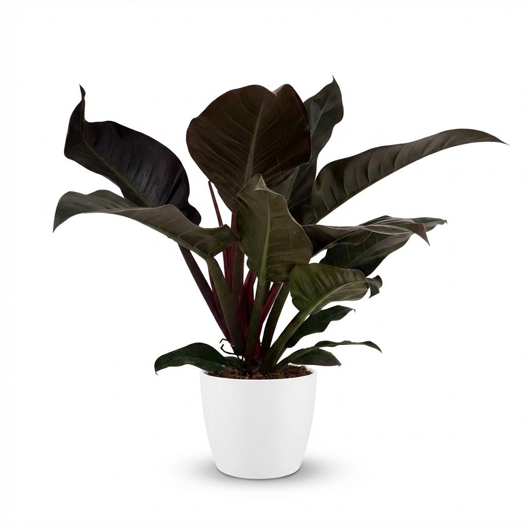 Philodendron Imperial Red - Rood - Ø19cm - ↕60cm