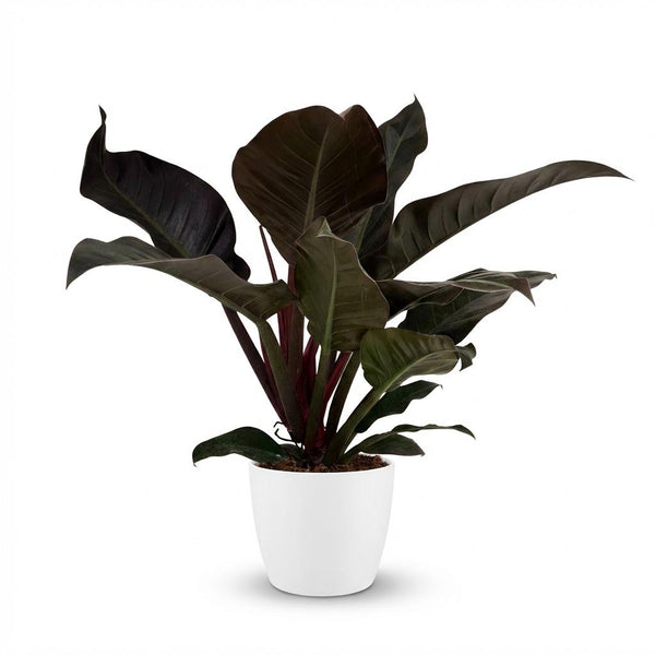 Philodendron Imperial Red - Rood - Ø19cm - ↕60cm