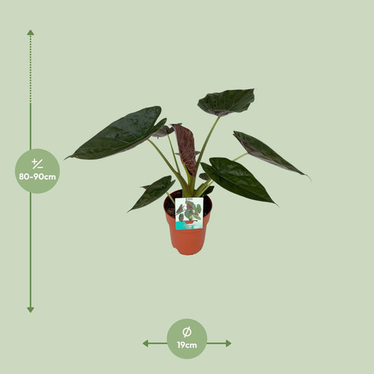 Olifantsoor - Alocasia Wentii - Ø19cm - ↕85cm