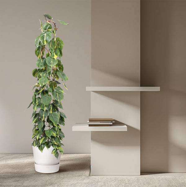 Philodendron Scandens Brasil gaasrek - Ø27cm - ↕160cm
