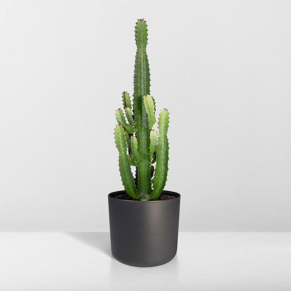 Wolfsmelk - Euphorbia Acrurensis - Ø24cm - ↕60cm