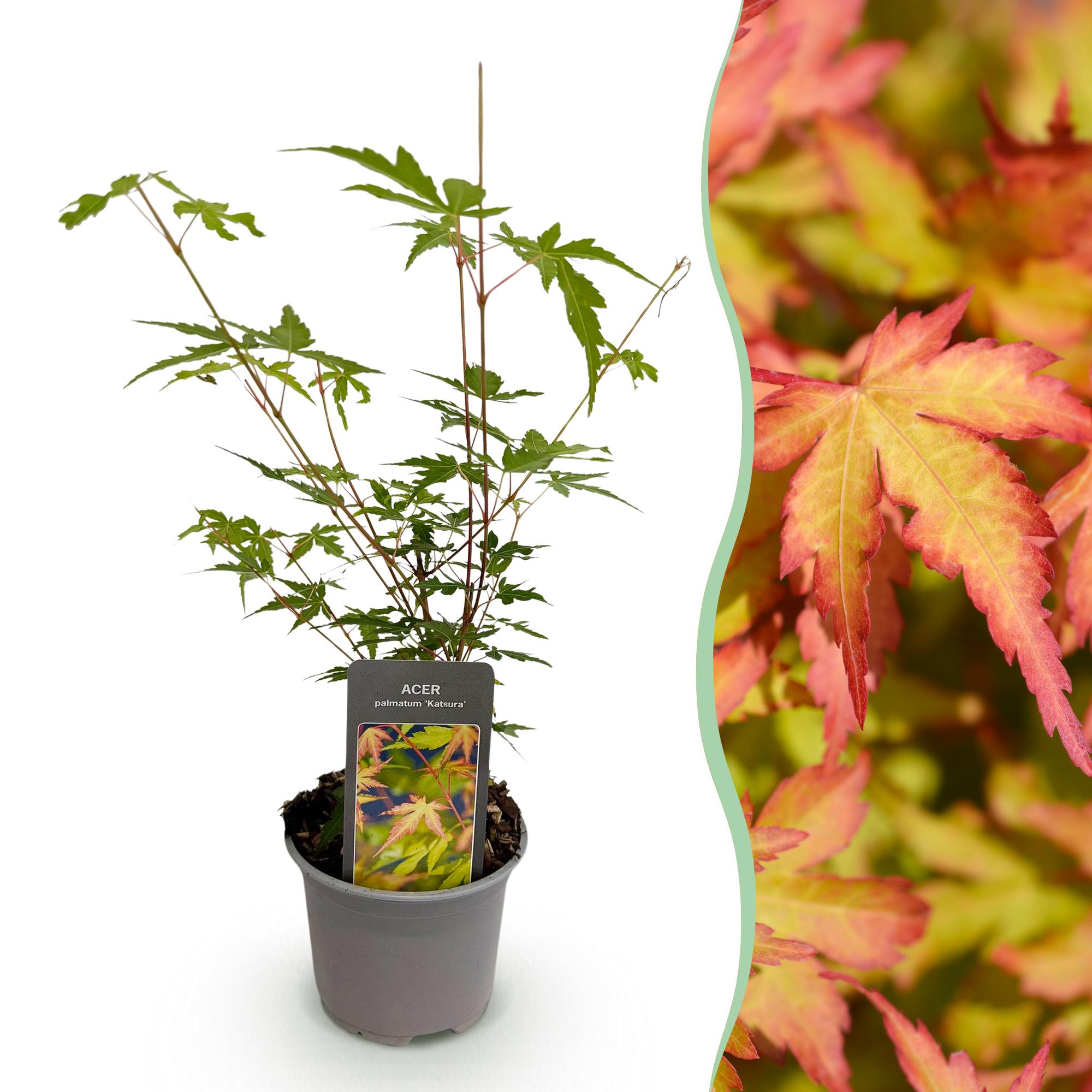 Japanse Esdoorn - Acer palmatum Sangokaku - Ø12cm - ↕35cm