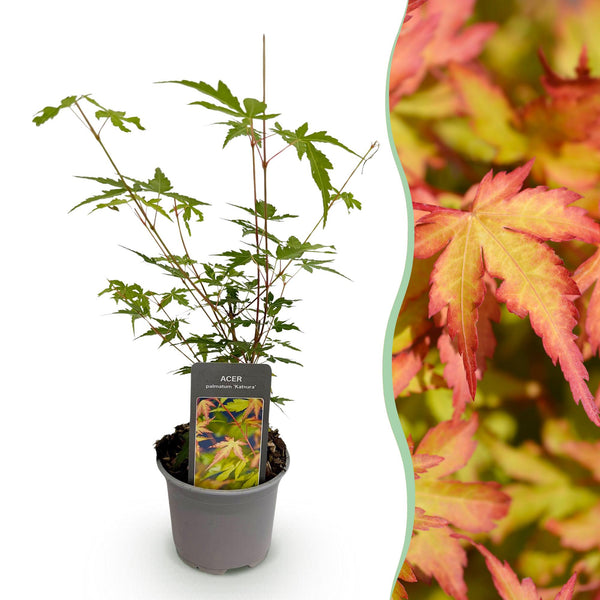 Japanse Esdoorn - Acer palmatum Sangokaku - Ø12cm - ↕35cm