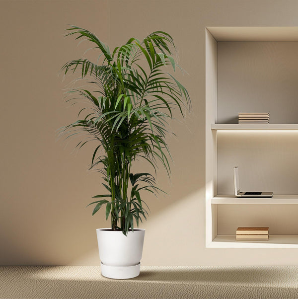 Kentiapalm - Kentia palm - Ø38cm - ↕220cm