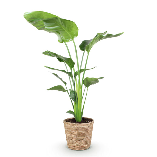 Witte paradijsvogelplant - Strelitzia nicolai - Ø21cm - ↕110-120cm