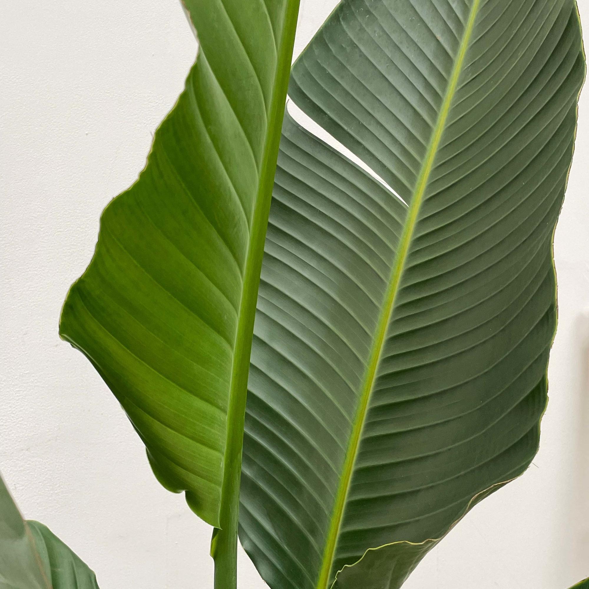 Witte paradijsvogelplant - Strelitzia augusta multi stam - Ø30cm - ↕250cm